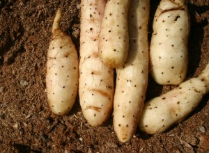 Chinese Mountain Yam Aerial Tubers